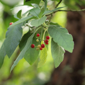 Tropický skleník - Psychotria punctata Fotka 6