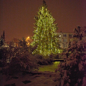 ZUŠky a stromeček Fotka 110