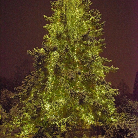 ZUŠky a stromeček Fotka 112