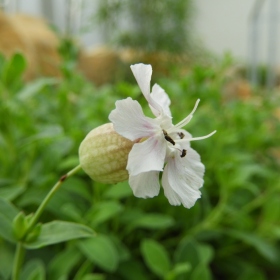  - Silene uralensis subsp. uralensis Fotka 1