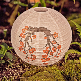 Asijská degustace Fotka 63