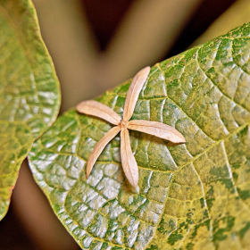 Asijská degustace Fotka 62