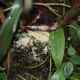  - >
    V těchto pilinách se nachází dravý
    roztoč Phytoseiulus persimilis, který
    se živí sviluškami. Fotka 16