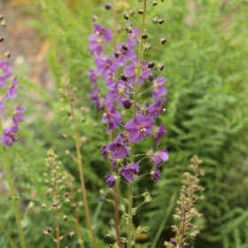 České středohoří - Divizna brunátná (Verbascum phoeniceum) Fotka 2