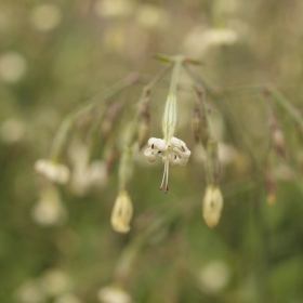 České středohoří - Silenka nící (Silene nutans) Fotka 1
