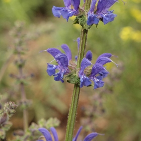 České středohoří - Šalvěj luční (Salvia pratensis) Fotka 4