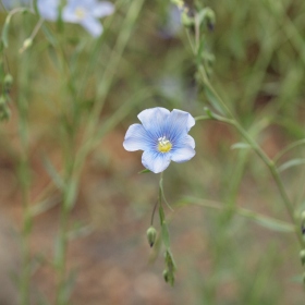 České středohoří - Len rakouský (Linum austriacum) Fotka 3
