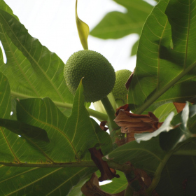 Chlebovník - Chlebovník obecný (Artocarpus altilis), 15. 8. 2022 Fotka 3