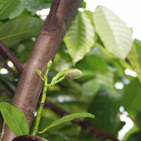 Chlebovník - Chlebovník různolistý (Artocarpus heterophyllus), 15. 8. 2022 Fotka 5