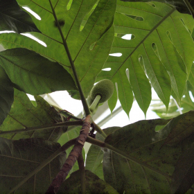 Chlebovník - Chlebovník obecný (Artocarpus altilis), 15. 8. 2022 Fotka 1