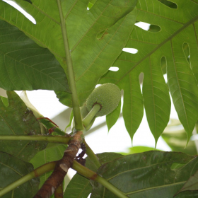 Chlebovník - Chlebovník obecný (Artocarpus altilis), 15. 8. 2022 Fotka 4