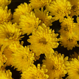 Chryzantémy - Vlasta Fotka 3