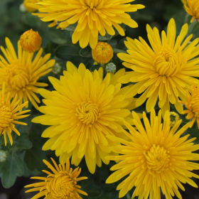 Chryzantémy - Pavla Fotka 23