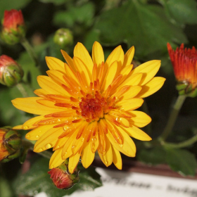 Chryzantémy - Berta Fotka 26