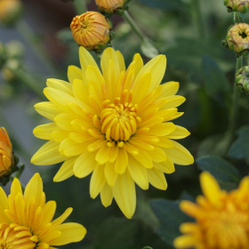 Chryzantémy - Draga Fotka 27