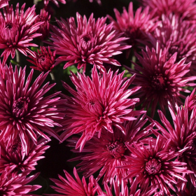 Chryzantémy - Rozina Fotka 21