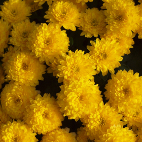 Chryzantémy - Květa Fotka 5