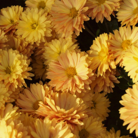 Chryzantémy - Jitka Fotka 10