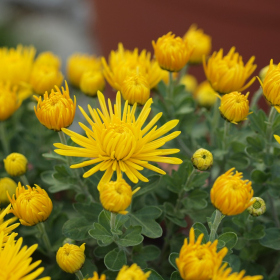 Chryzantémy - Pavla Fotka 22