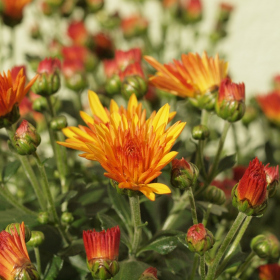 Chryzantémy - Berta Fotka 25