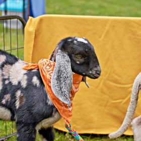 den země 2024 Fotka 37