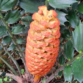encephalartos Fotka 5