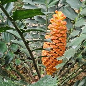 encephalartos Fotka 4