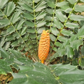 encephalartos Fotka 2