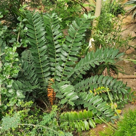 encephalartos Fotka 8