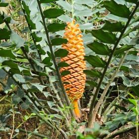 encephalartos Fotka 6
