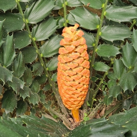 encephalartos Fotka 3