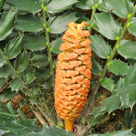 encephalartos Fotka 1