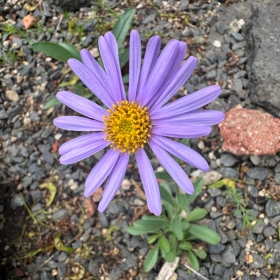 Genofondové sbírky - Aster alpinus (hvězdnice alpská, C1b) Fotka 4
