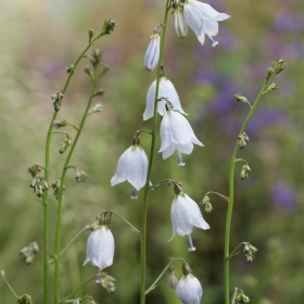 Genofondové sbírky - Adenophora liliifolia(zvonovec liliolistý, C1b) Fotka 8