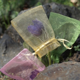 Genofondové sbírky - Pulsatilla patens (koniklec otevřený, C1t) Fotka 4