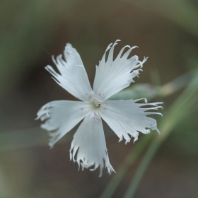 Genofondové sbírky - Dianthus arenarius subsp. bohemicus (hvozdík písečný český, C1r) Fotka 5