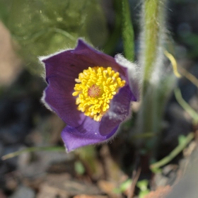 Genofondové sbírky - Pulsatilla patens (koniklec otevřený, C1t) Fotka 1