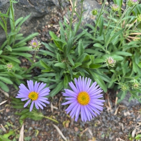 Genofondové sbírky - Aster alpinus (hvězdnice alpská, C1b) Fotka 2