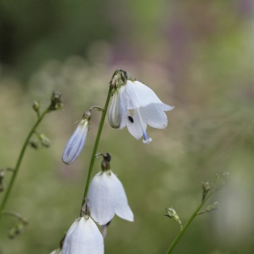 Genofondové sbírky - Adenophora liliifolia(zvonovec liliolistý, C1b) Fotka 7
