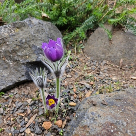 Genofondové sbírky - Pulsatilla patens (koniklec otevřený, C1t) Fotka 2