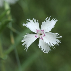 Genofondové sbírky - Dianthus arenarius subsp. bohemicus (hvozdík písečný český, C1r) Fotka 6