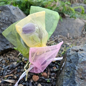 Genofondové sbírky - Pulsatilla patens (koniklec otevřený, C1t) Fotka 3