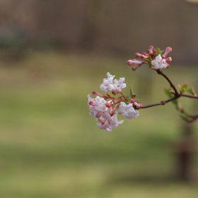 Jaro 2024 - Viburnum farreri Fotka 7