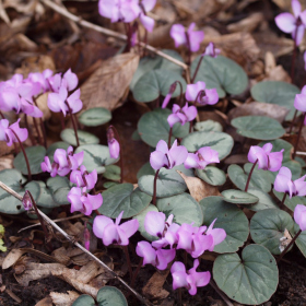 Jaro 2024 - Cyclamen coum subsp. caucasicum Fotka 4