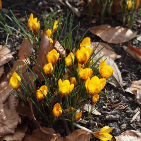 Jaro 2024 - Crocus chrysanthus 'Fuscotinctus' Fotka 6