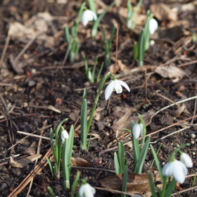 Jaro 2024 - Galanthus nivalis 'Flore Pleno' Fotka 1