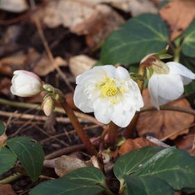 Jaro 2024 - Helleborus niger 'HGC Snow Frills' Fotka 8