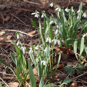 Jaro 2024 - Galanthus elwesii Fotka 2