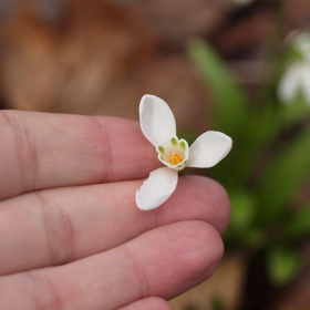 Jaro 2024 - Galanthus woronowii Fotka 3