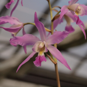 Rozkvetlý leden - Laelia autumnalis Fotka 5